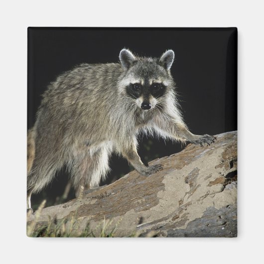 Gewone wasbeer, Procyon lotor Magneet (Voorkant)