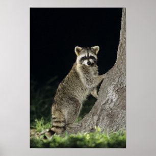 Gewone wasbeer, Procyon lotor, volwassene bij boom Poster
