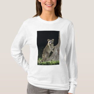 Gewone wasbeer, Procyon lotor, volwassene in boom T-shirt