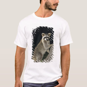 Gewone wasbeer, Procyon lotor, volwassene in boom T-shirt