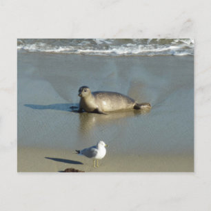 Gewone zeehond bij La Jolla Californië Briefkaart