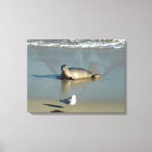 Gewone zeehond bij La Jolla Californië Canvas Afdruk