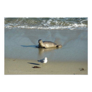 Gewone zeehond bij La Jolla Californië Foto Afdruk