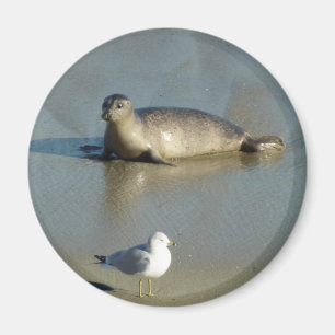 Gewone zeehond bij La Jolla Californië Magneet