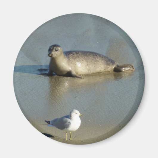 Gewone zeehond bij La Jolla Californië Magneet (Voorkant)