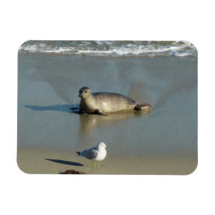 Gewone zeehond bij La Jolla Californië Magneet