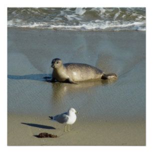 Gewone zeehond bij La Jolla Californië Perfect Poster