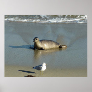 Gewone zeehond bij La Jolla Californië Poster