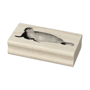 Gewone zeehond bij La Jolla Californië Rubberstempel