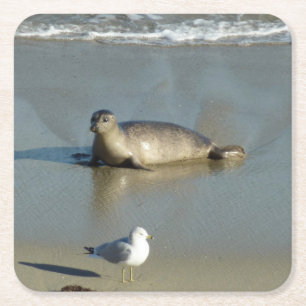 Gewone zeehond bij La Jolla Californië Vierkante Kartonnen Onderzetter