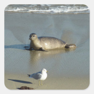 Gewone zeehond bij La Jolla Californië Vierkante Sticker