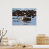 Gewone zeehond nepposen poster (Keuken)