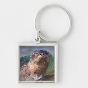 Gewone zeehond sleutelhanger