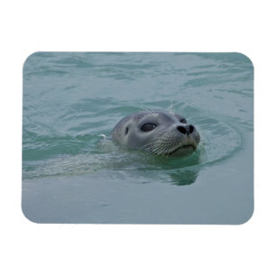 Gewone zeehond zwemmend in het gletsjermeer Jokuls Magneet