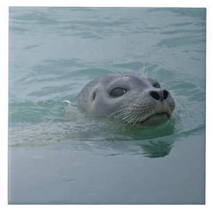 Gewone zeehond zwemmend in het gletsjermeer Jokuls Tegeltje