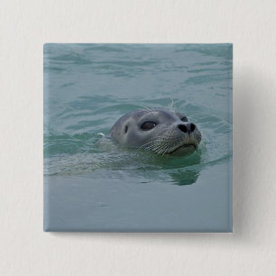 Gewone zeehond zwemt in gletsjermeer Jokulsarlon Vierkante Button 5,1 Cm