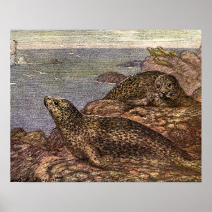 Gewone zeehonden, Oude mariene leven Oceaan Dieren Poster