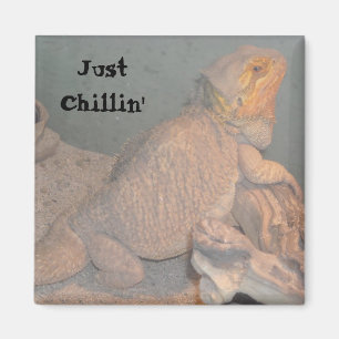 Gewoon chillen - Baardagaam Magneet