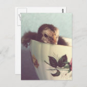 Gewoon Chillin. Briefkaart (Voorkant / Achterkant)