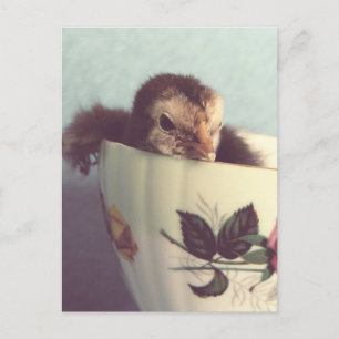 Gewoon Chillin. Briefkaart