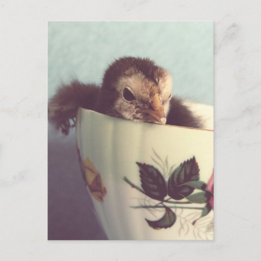 Gewoon Chillin. Briefkaart (Voorkant)