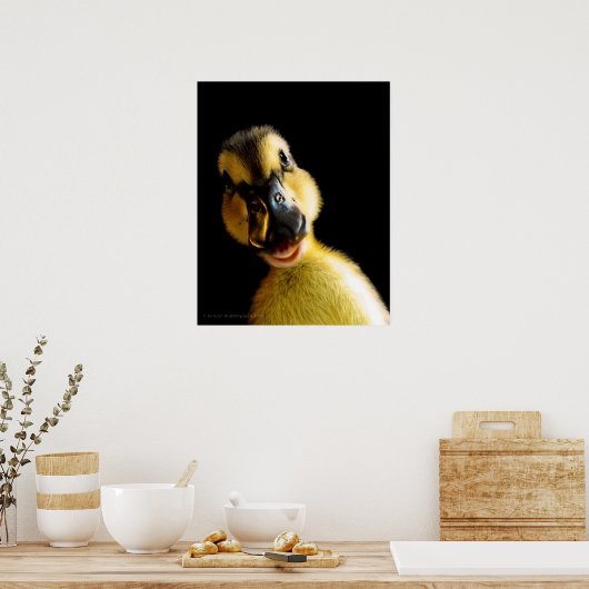 Gewoon Ducky Poster (Keuken)