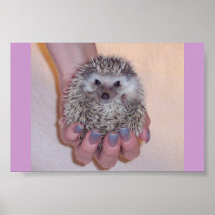 Gewoon een handvolle egel poster