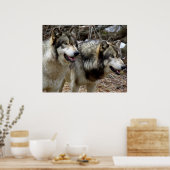Gewoon een paar Wolven Poster (Keuken)