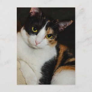 Gewoon om je heen briefkaart