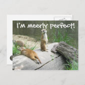 Gewoon Perfect Meerkat Briefkaart (Voorkant / Achterkant)