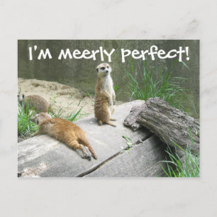 Gewoon Perfect Meerkat Briefkaart
