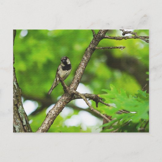 Gewoon rond zitten briefkaart (Voorkant)