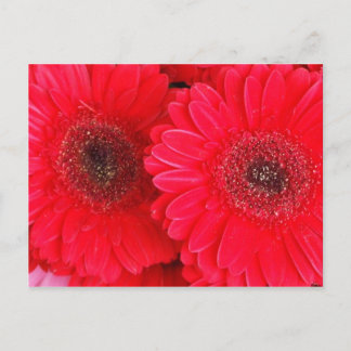 Gewoon rood briefkaart