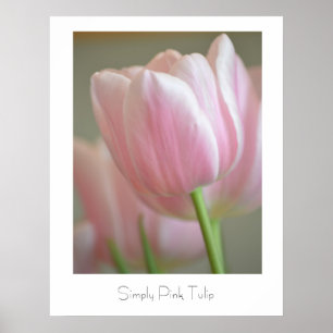Gewoon roze tulp poster