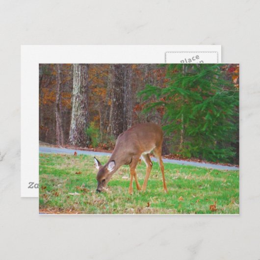 Gewoon verloren spots, Baby Deer Briefkaart (Voorkant / Achterkant)