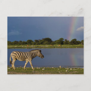 Gewoon Zebra lopen voor een regenboog Briefkaart
