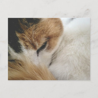 Gezellige Calico Kat Ansichtkaart Feestdagenkaart