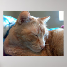 Gezellige katten slaap