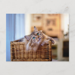 Gezellige Langharige Kat in Rieten Mand Briefkaart