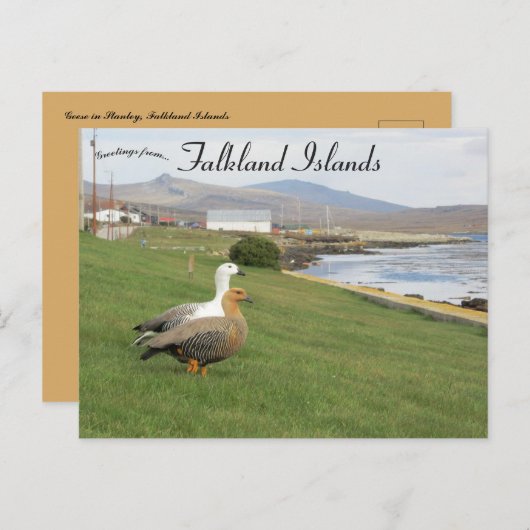 Gezen op de Stanley Falkland Islands Briefkaart (Voorkant / Achterkant)