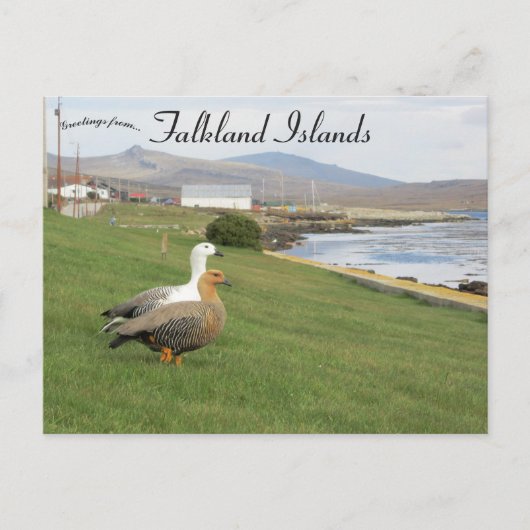 Gezen op de Stanley Falkland Islands Briefkaart (Voorkant)