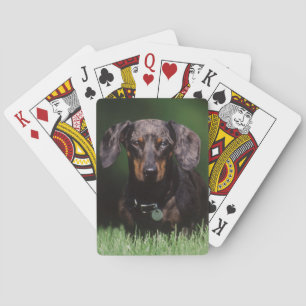Gezicht op een gevlekte teckel pokerkaarten
