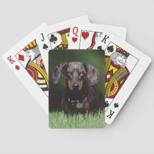 Gezicht op gevlekte teckel pokerkaarten