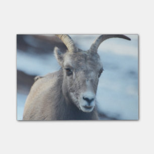 Gezicht van een Bighorn Sheep Post-it® Notes