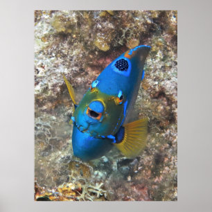 Gezicht van een engel poster