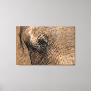 Gezicht van een olifant canvas afdruk