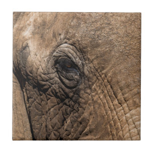Gezicht van een olifant tegeltje