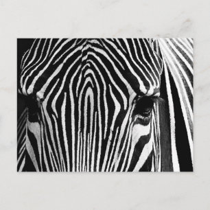 Gezicht van een Zebra Briefkaart