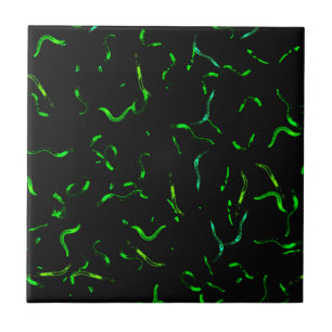 GFP-wormen Tegeltje
