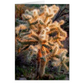 Ggloed Cholla (Voorkant)